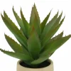 12" Aloe Vera in Ceramic Pot by Ashland®