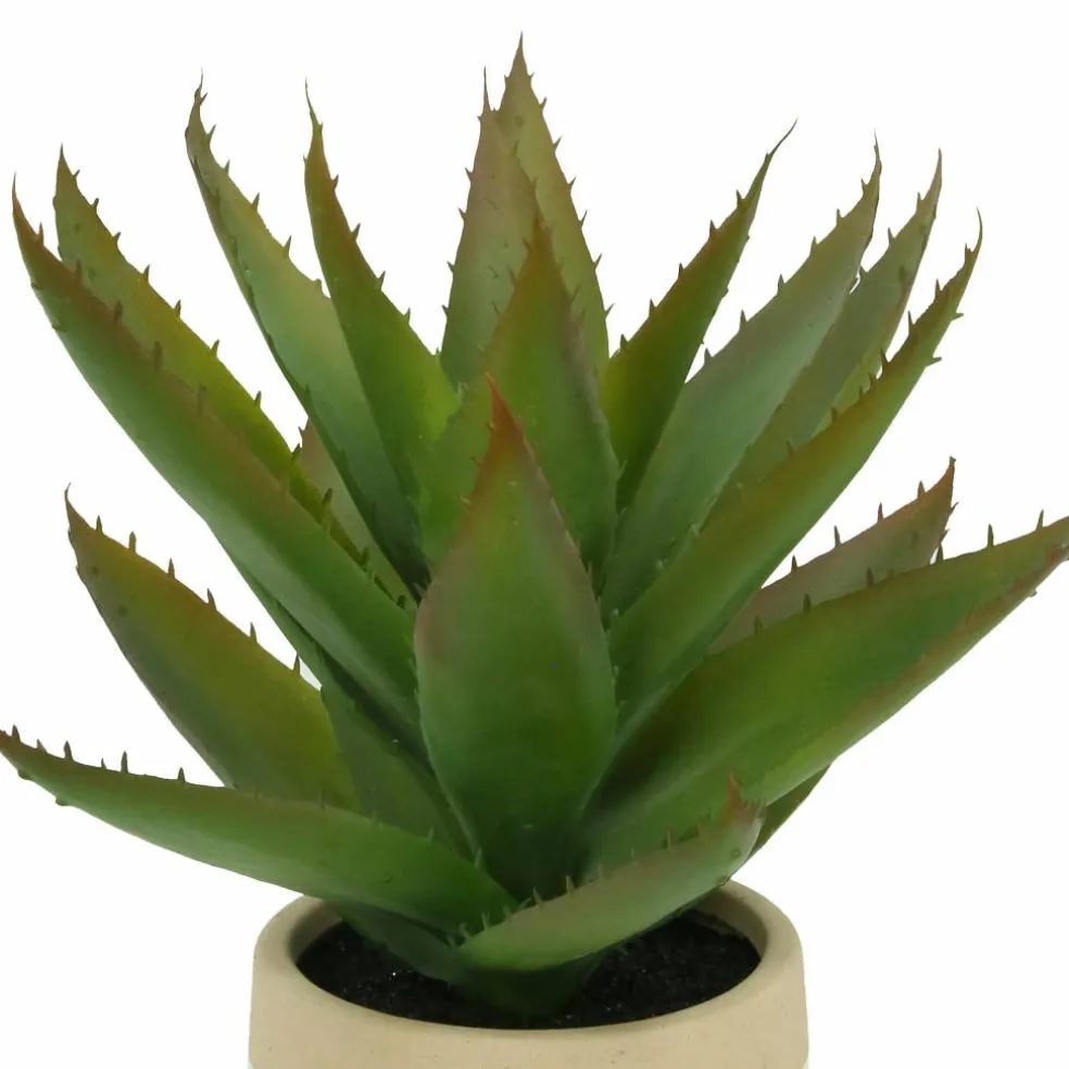 12" Aloe Vera in Ceramic Pot by Ashland®
