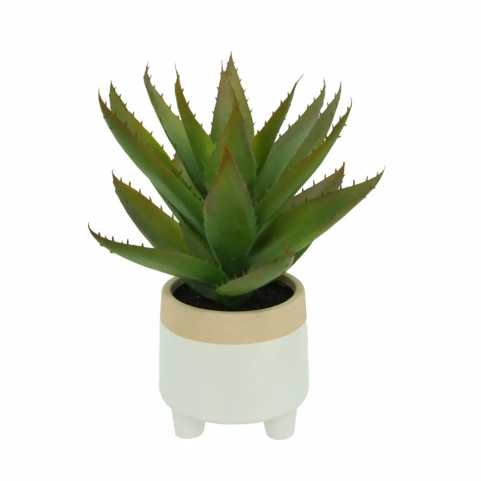 12" Aloe Vera in Ceramic Pot by Ashland®