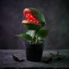 10" Animated Venus Flytrap by Ashland®