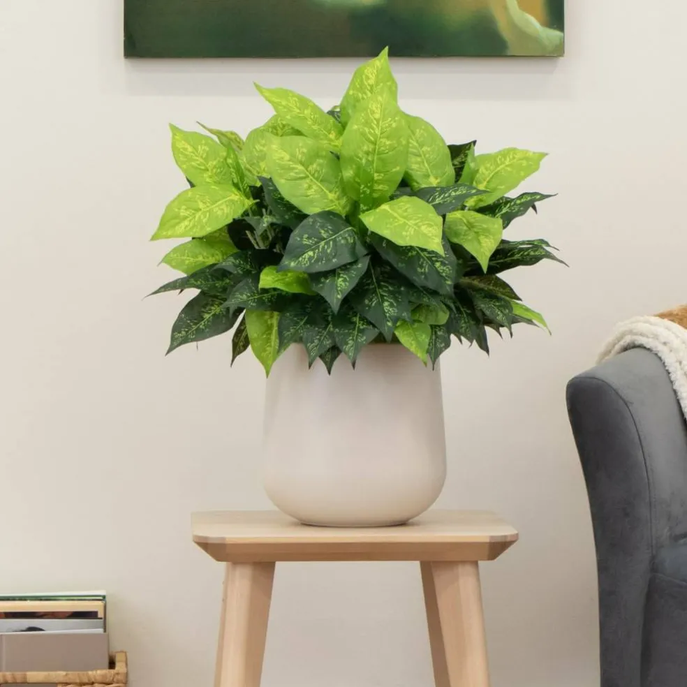 19" Artificial Dieffenbachia Plants, 6ct.