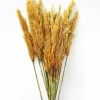 36" Aspen Gold Plume Reed Bundle 7oz