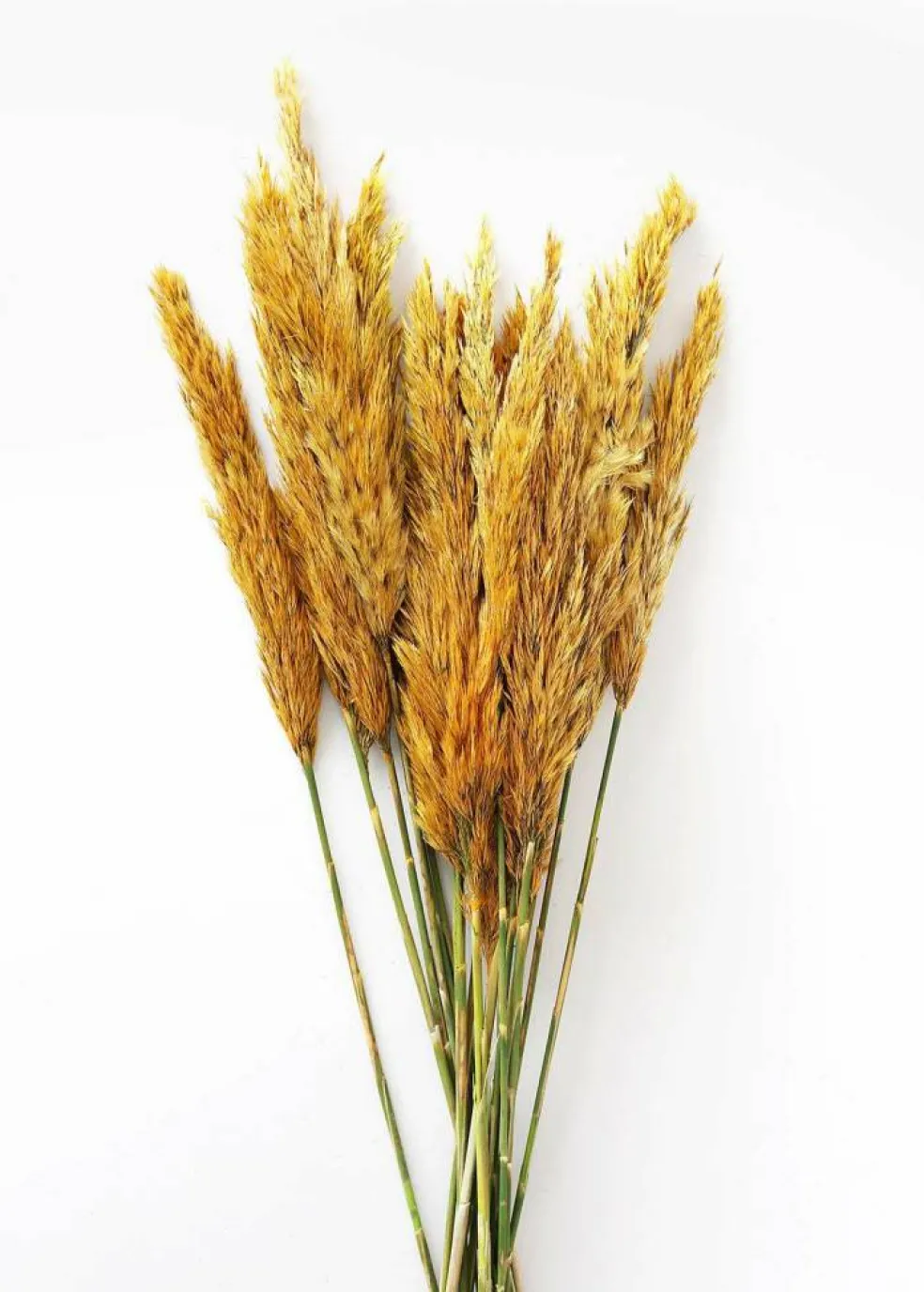 36" Aspen Gold Plume Reed Bundle 7oz