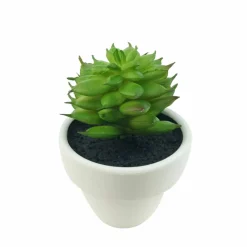 Assorted Micro Premade Succulent, 1pc. by Ashland®