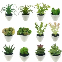 Assorted Micro Premade Succulent, 1pc. by Ashland®