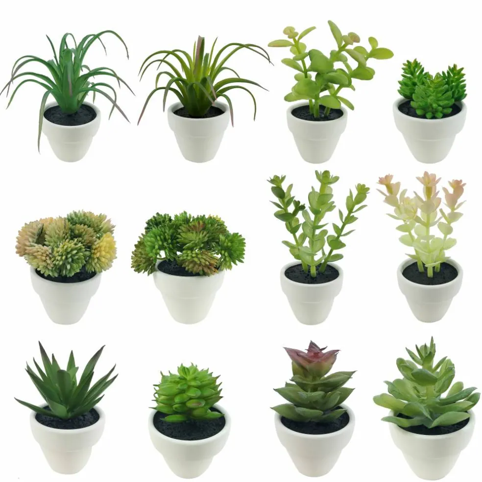 Assorted Micro Premade Succulent, 1pc. by Ashland®