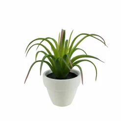 Assorted Micro Premade Succulent, 1pc. by Ashland®