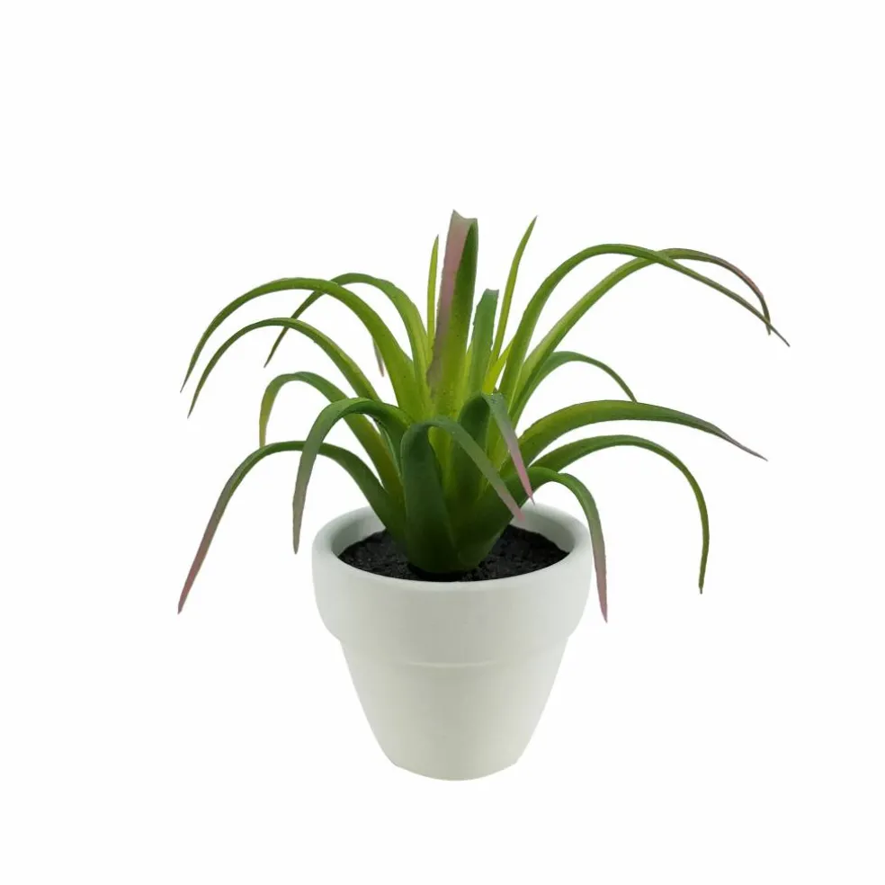 Assorted Micro Premade Succulent, 1pc. by Ashland®