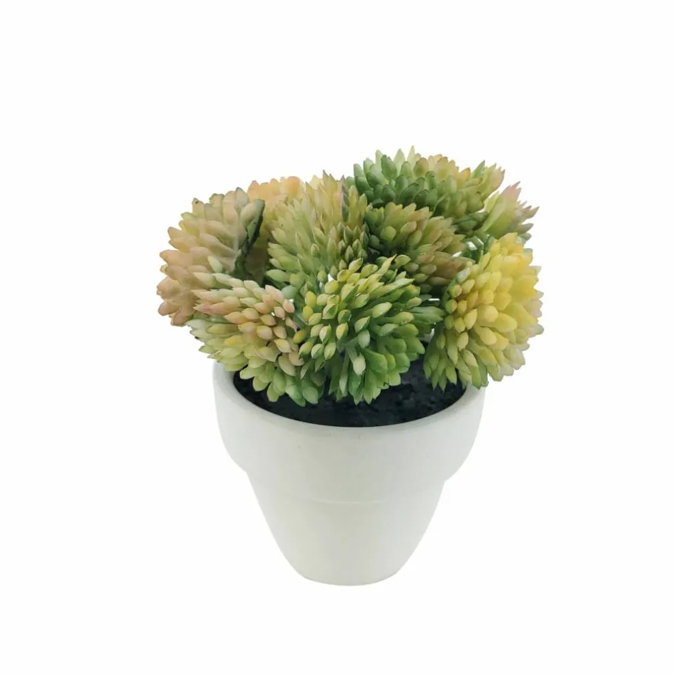 Assorted Micro Premade Succulent, 1pc. by Ashland®