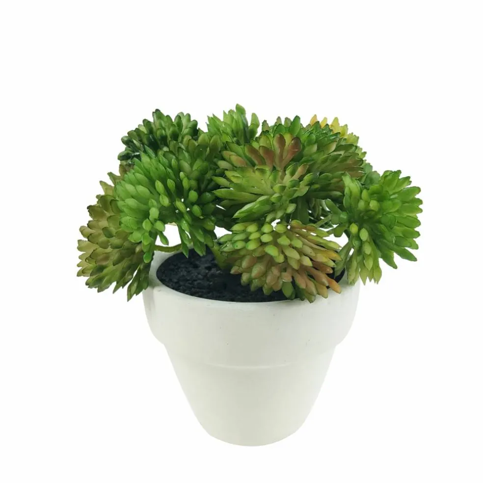 Assorted Micro Premade Succulent, 1pc. by Ashland®