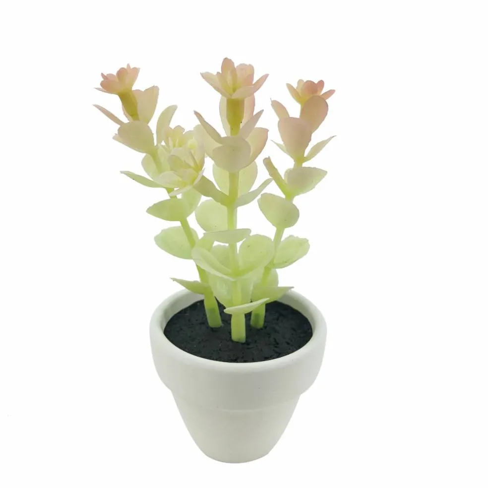 Assorted Micro Premade Succulent, 1pc. by Ashland®