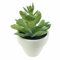 Assorted Micro Premade Succulent, 1pc. by Ashland®