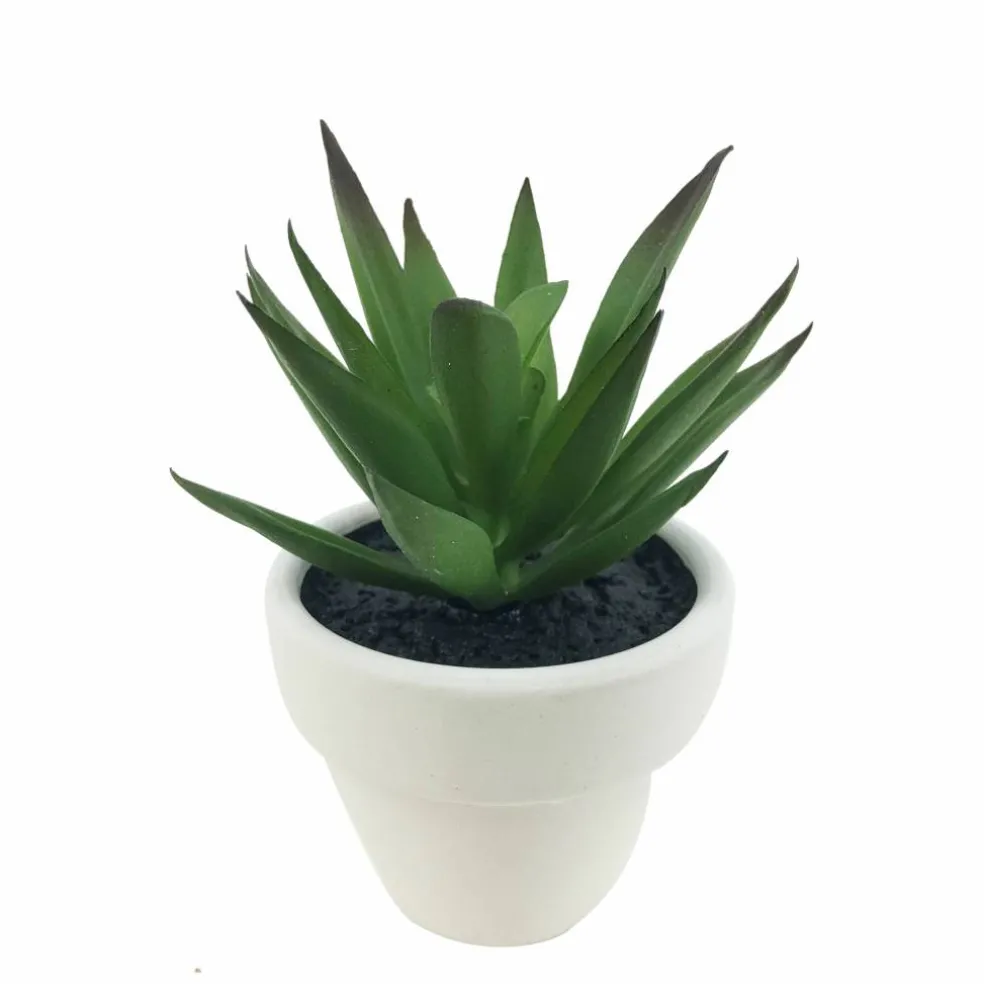 Assorted Micro Premade Succulent, 1pc. by Ashland®