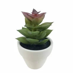 Assorted Micro Premade Succulent, 1pc. by Ashland®