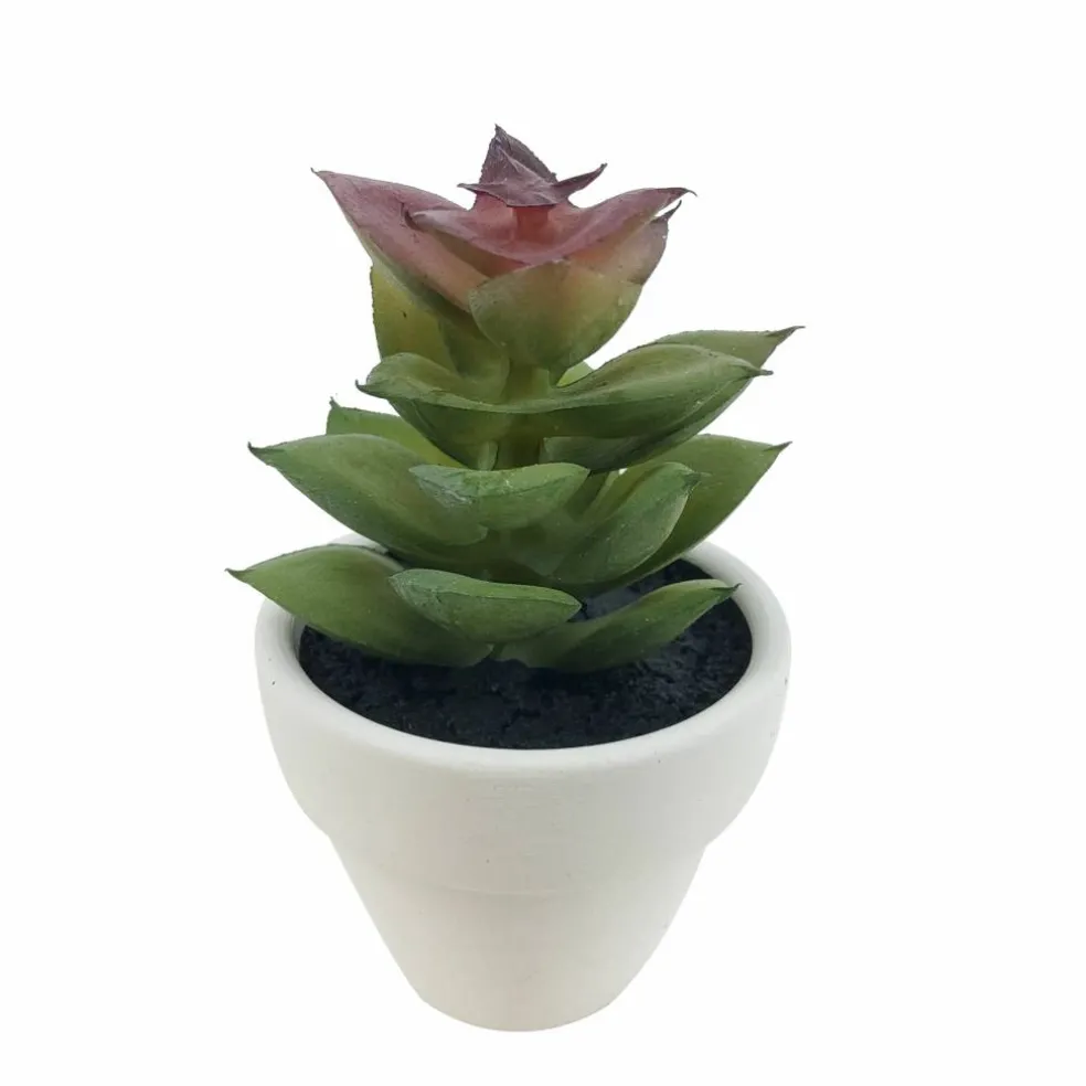 Assorted Micro Premade Succulent, 1pc. by Ashland®