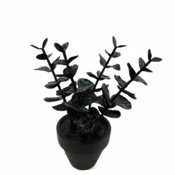 Assorted Mini Black Potted Succulent, 1pc. by Ashland®