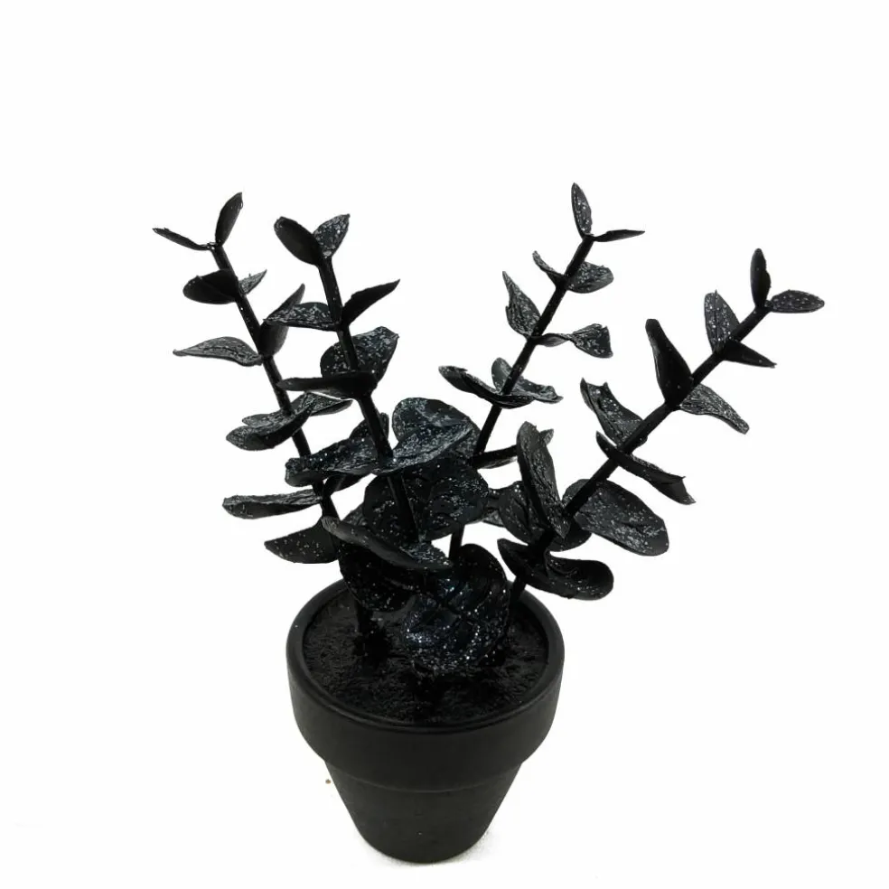Assorted Mini Black Potted Succulent, 1pc. by Ashland®