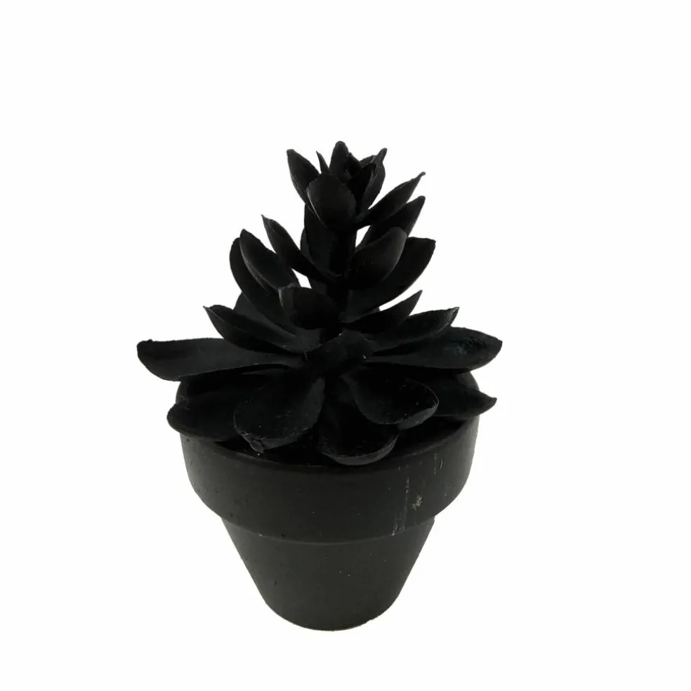 Assorted Mini Black Potted Succulent, 1pc. by Ashland®