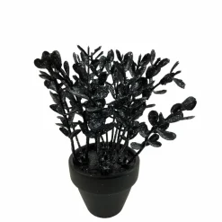 Assorted Mini Black Potted Succulent, 1pc. by Ashland®