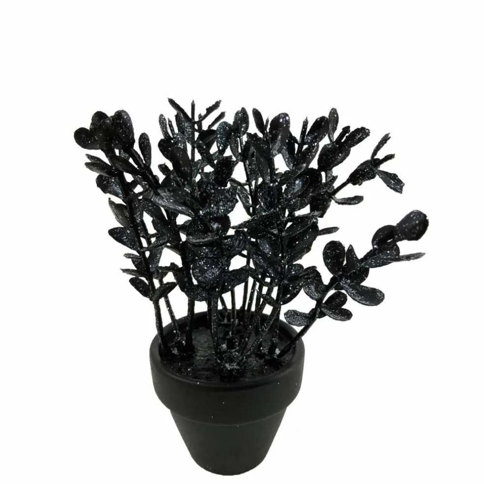 Assorted Mini Black Potted Succulent, 1pc. by Ashland®