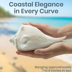 Atlantic Whelk Seashell Polished Atlantic Whelk 7"-8" Large Shell for Display