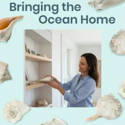Atlantic Whelk Seashell Polished Atlantic Whelk 7