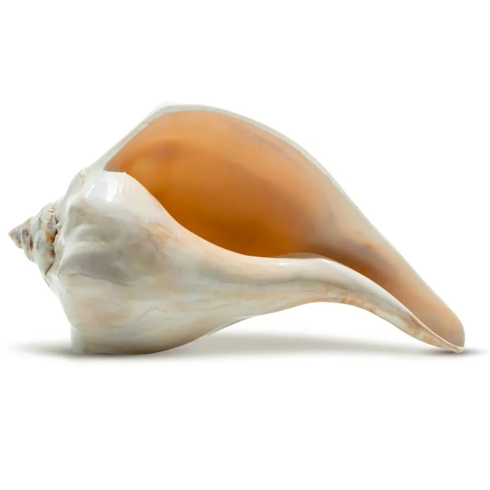 Atlantic Whelk Seashell Polished Atlantic Whelk 7"-8" Large Shell for Display