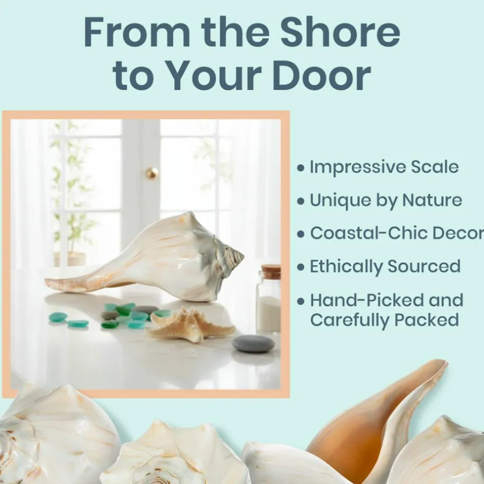 Atlantic Whelk Seashell Polished Atlantic Whelk 7"-8" Large Shell for Display