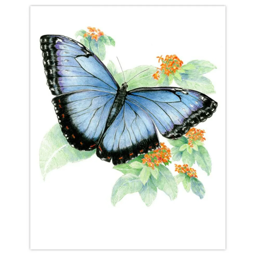 AVS-DME202 | Drawing Made Easy™ 26pc 8" x 10" Butterflies 4 Project Box Set