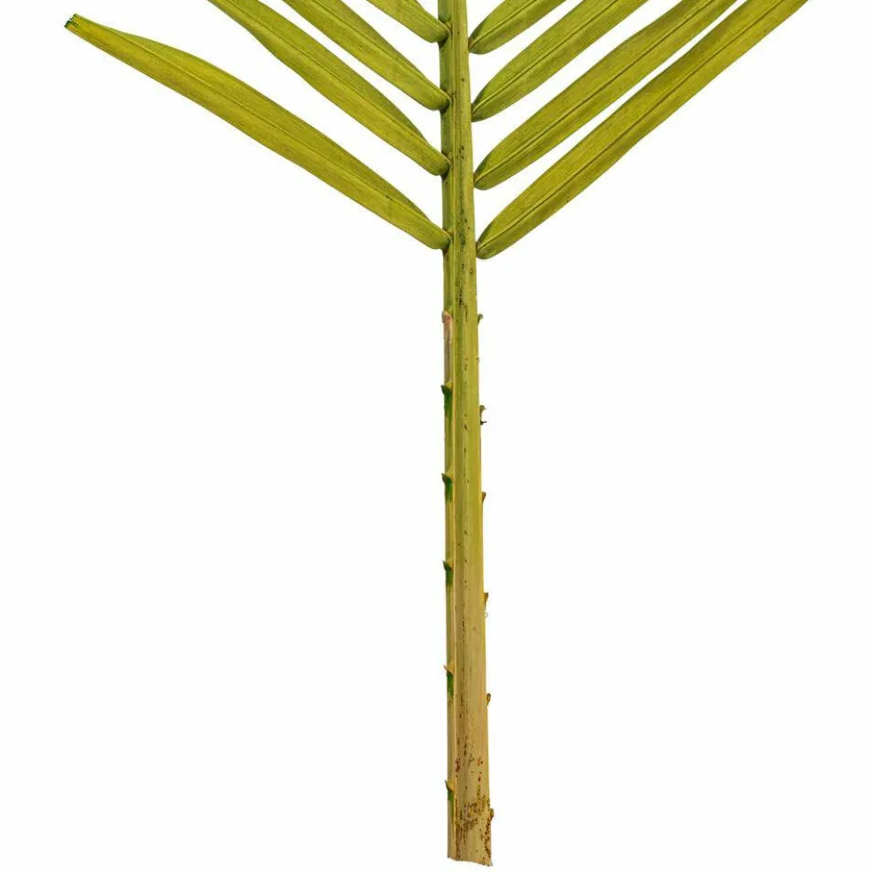 44" Basil Round Tip Palm Leaf 6/Bag