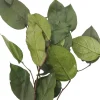 24" Basil Salal Foliage by Ashland®