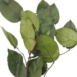 24" Basil Salal Foliage by Ashland®