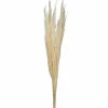 46" Bleached Pampas Grass 6Pk