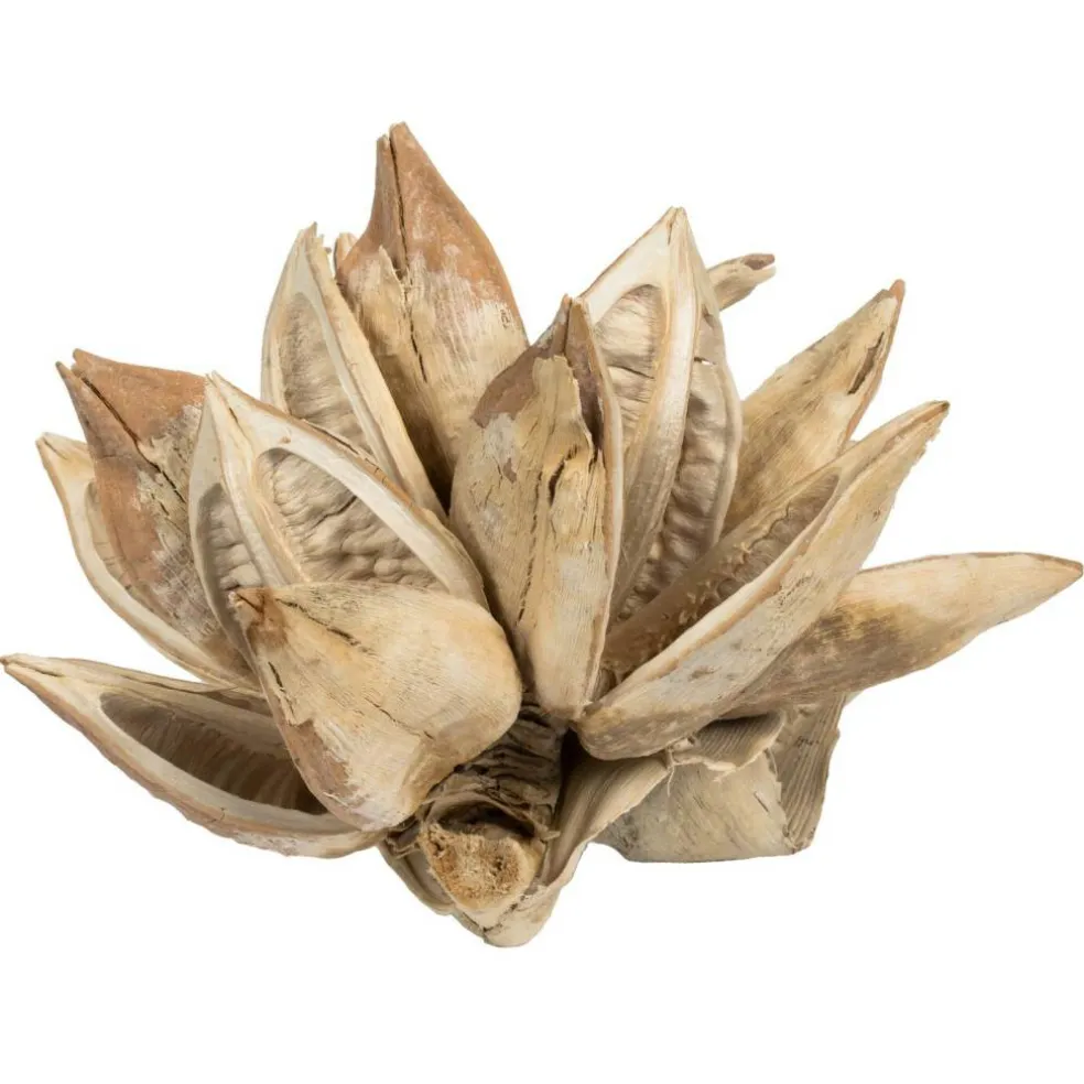 6" Bleached Star Pod