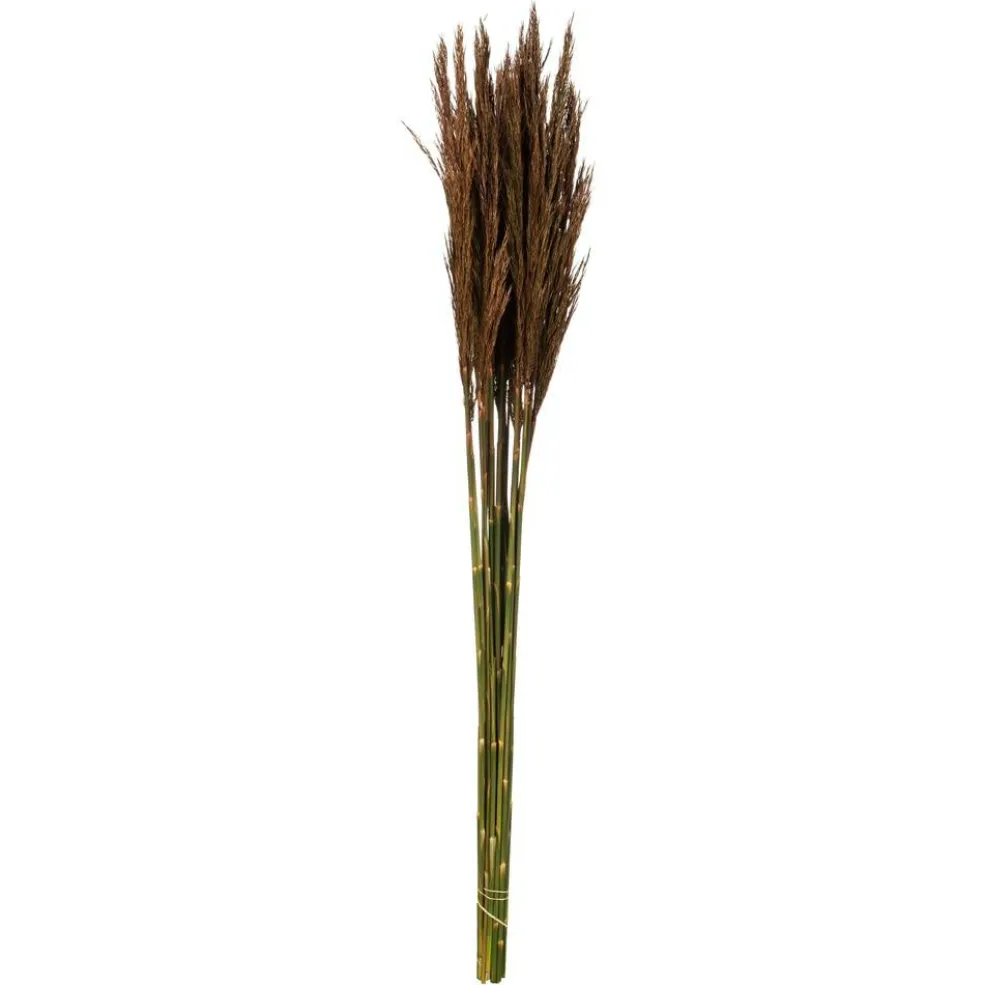 36" Brown Plume Reed Bundle 7oz