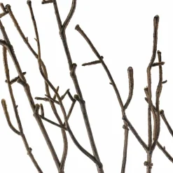 Brown Twig Stem by Ashland®