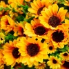10 Bunches Artificial Summer Sunflowers