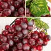 4 Bunches Plastic Lifelike Grapes - Red