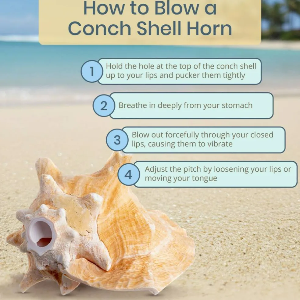 Conch Shell Horn 1 Conch Shell Horn Seashell 6-7" for Home and Decor