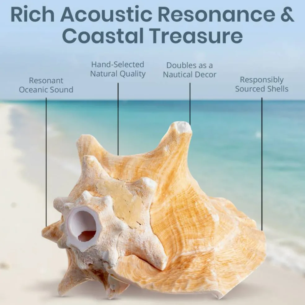 Conch Shell Horn 1 Conch Shell Horn Seashell 6-7" for Home and Decor