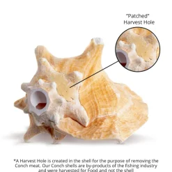 Conch Shell Horn 1 Conch Shell Horn Seashell 6-7