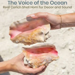 Conch Shell Horn 1 Conch Shell Horn Seashell 6-7