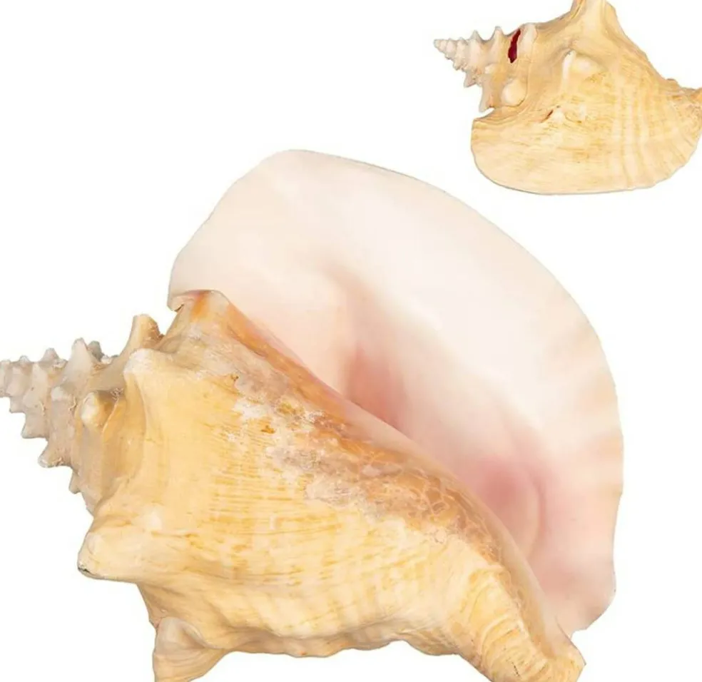 Conch Shell 1 Large Bahama Conch Seashell 6-8" for Display