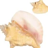 Conch Shell 1 Large Bahama Conch Seashell 8-10" for Display