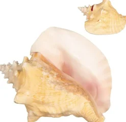 Conch Shell 1 Large Bahama Conch Seashell 8-10" for Display