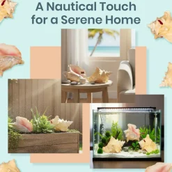 Conch Shell Large Sea Shells Garden Quality 5 to 6 inches Conch Sea Shell Large Conch Shell Décor