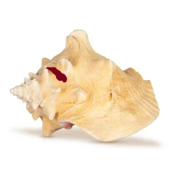 Conch Shell Large Sea Shells Garden Quality 5 to 6 inches Conch Sea Shell Large Conch Shell Décor