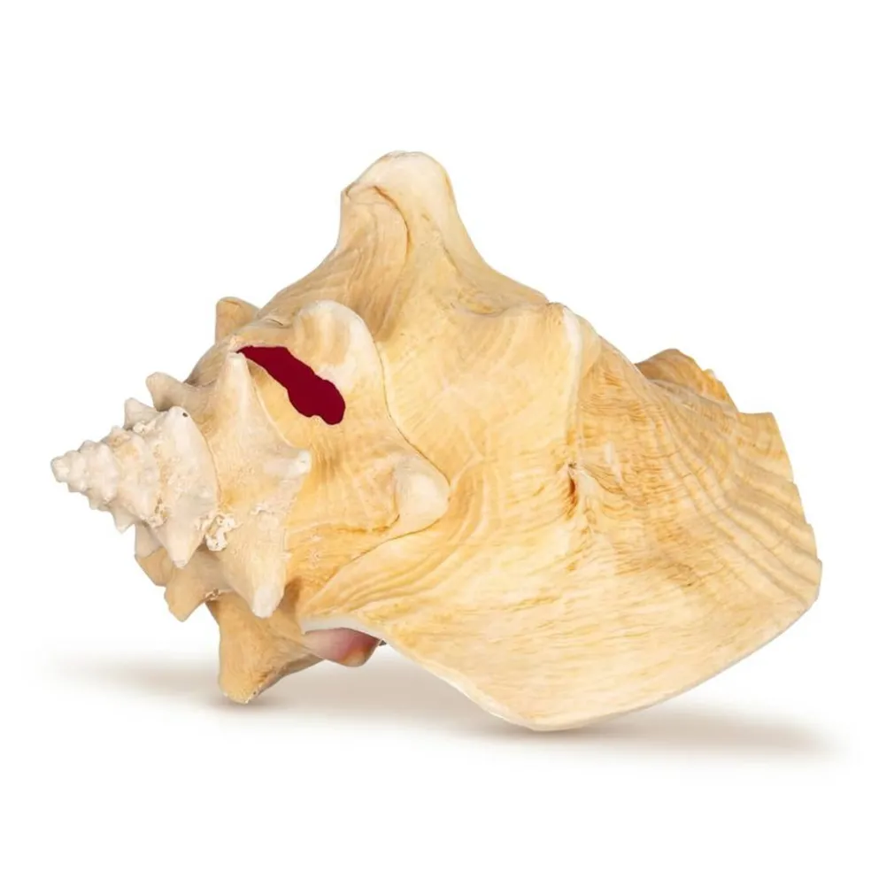 Conch Shell Large Sea Shells Garden Quality 5 to 6 inches Conch Sea Shell Large Conch Shell Décor