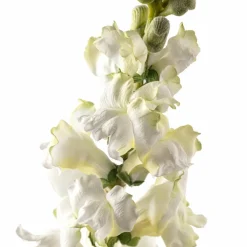 Cream Snapdragon Spray by Ashland®
