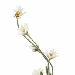 Cream Wild Daisy Spray by Ashland®